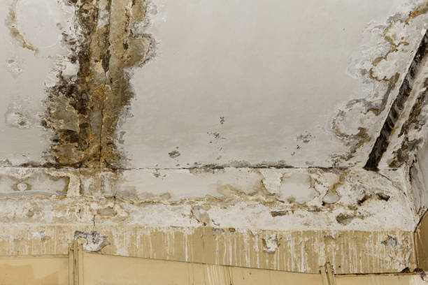 Best Water Damage & Mold Remediation  in La Porte, IN