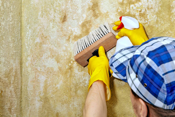 Best Post-Construction Mold Inspection  in La Porte, IN