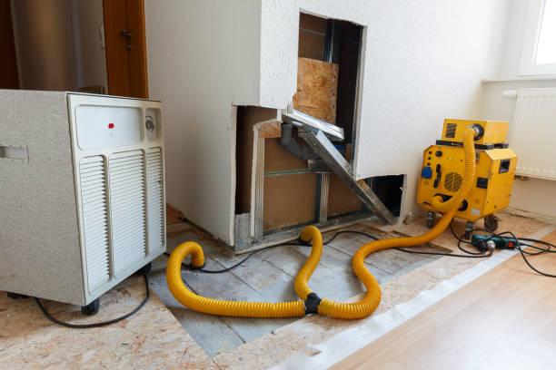Best Basement Mold Removal  in La Porte, IN
