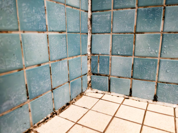  La Porte, IN Mold Removal Pros