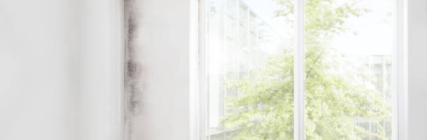 Best Dehumidification Services  in La Porte, IN
