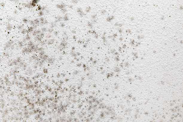Professional Mold Removal in La Porte, IN