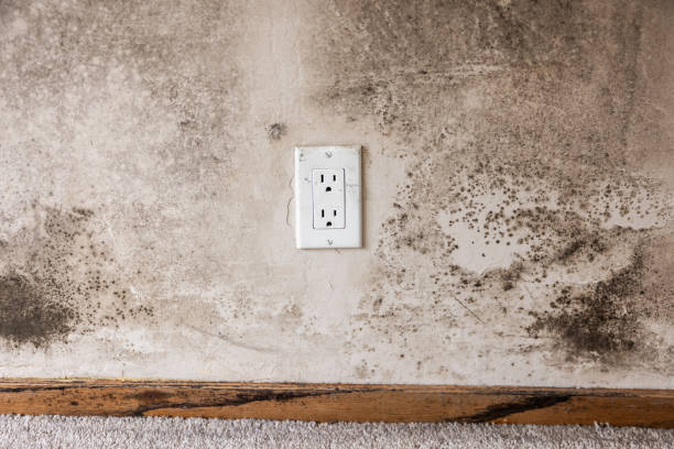 Best Mold Odor Removal Services  in La Porte, IN