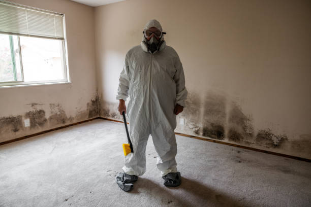 Mold Odor Removal Services in La Porte, IN