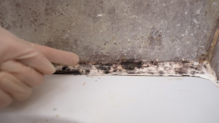 Best Attic Mold Removal  in La Porte, IN