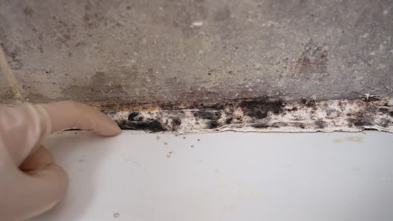 Best Black Mold Removal  in La Porte, IN