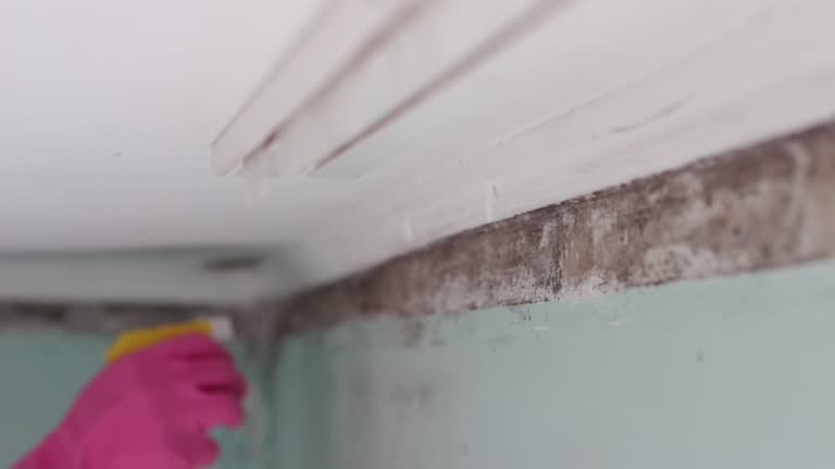 Best Mold Removal for HVAC Installations  in La Porte, IN