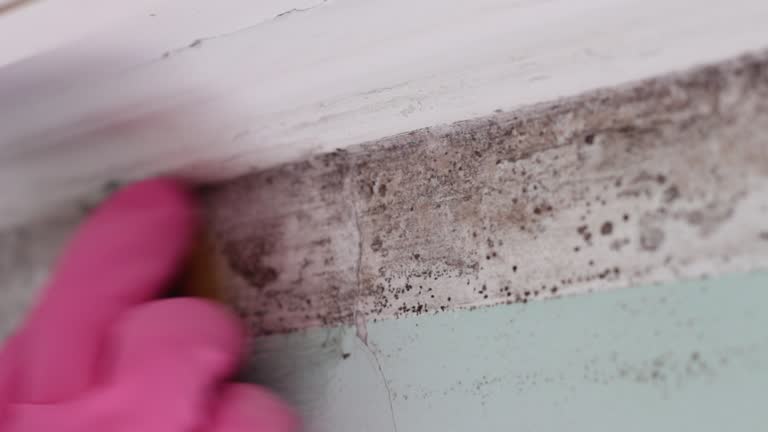 Best HVAC Mold Inspection and Cleaning  in La Porte, IN